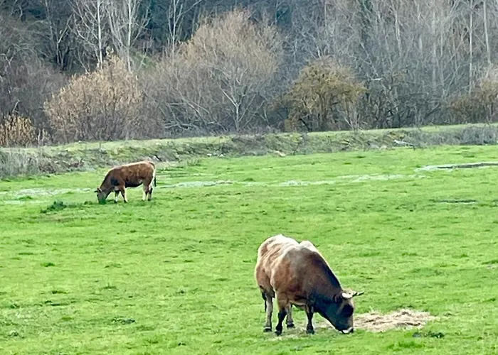 아파트 Rios-felechosa - Aller